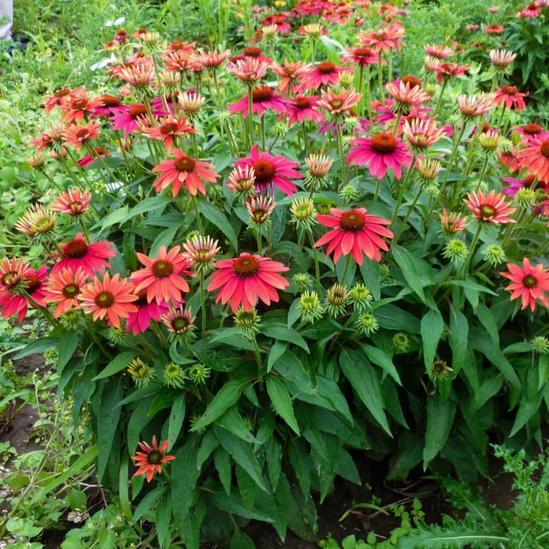 Echinacea Tres Amigo – Image 2