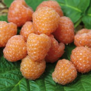 Framboisier Valentina