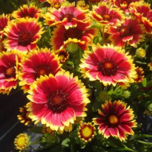 gaillardia sunset