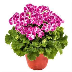 Géranium Pinkerbell