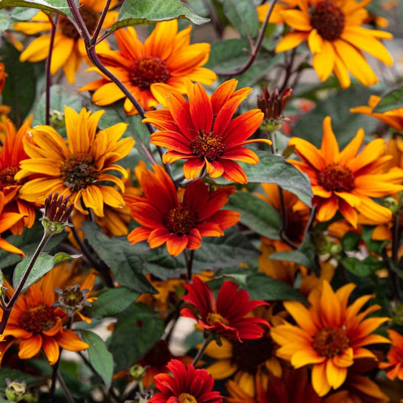 heliopsis bleeding heart