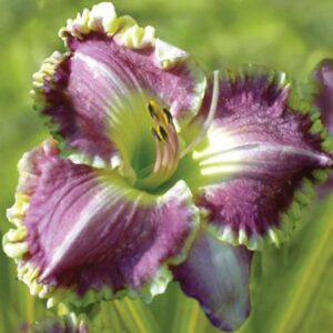 Hemerocallis Bestseller