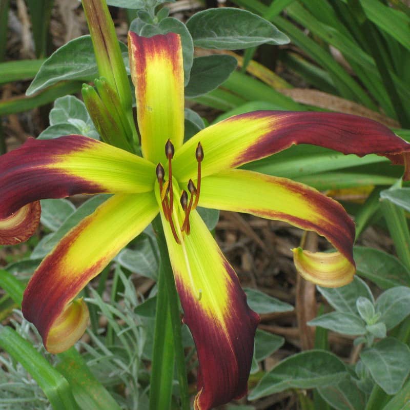 hemerocallis helix