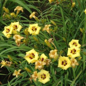 hemerocallis little bumble bee