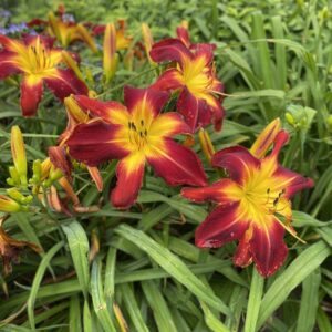 hemerocallis red ribs