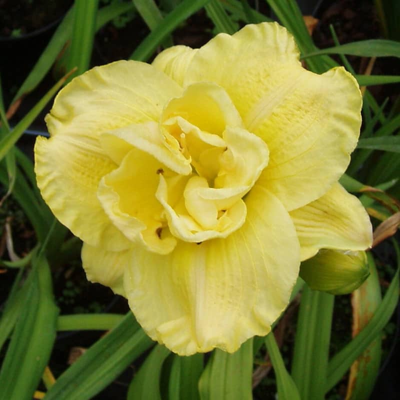 Hemerocallis Yellow Submarine