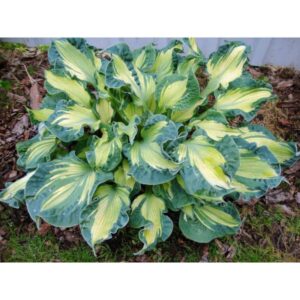 hosta golden meadows