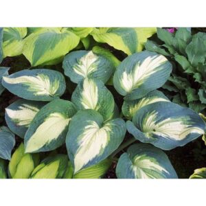 hosta hudson bay