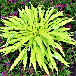 Hosta Wiggles and Squiggles