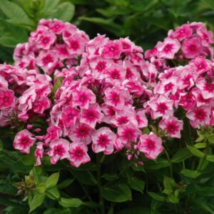 Phlox Stars and Stripes