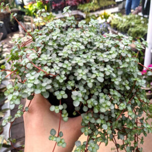 Pilea Glauca Mystifall
