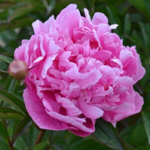 pivoine alexander flemming