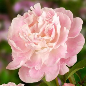 pivoine catharina fontijn