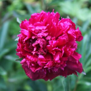 Pivoine Felix Crousse
