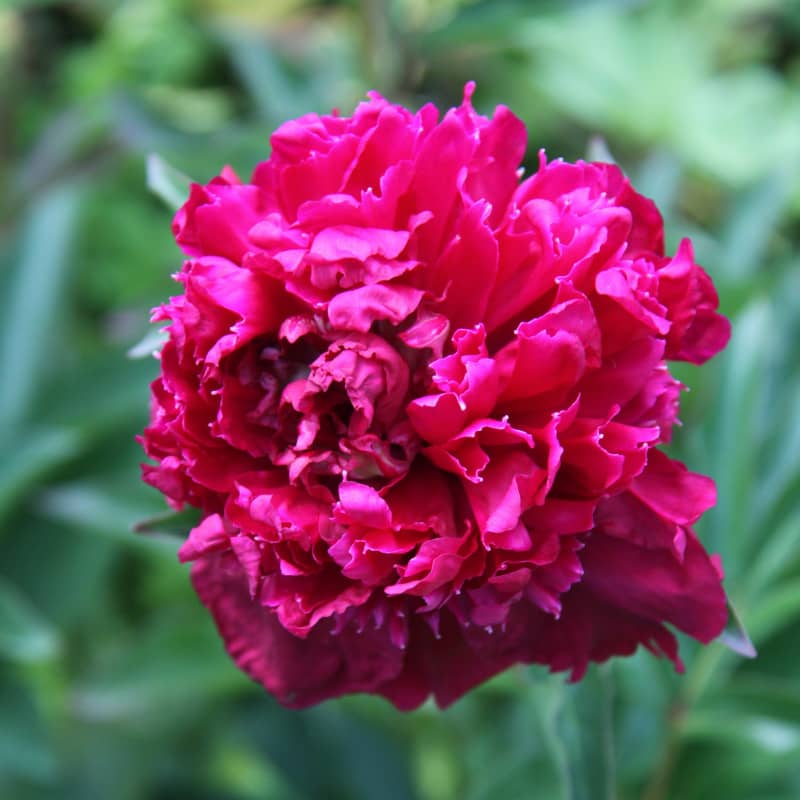 Pivoine Felix Crousse
