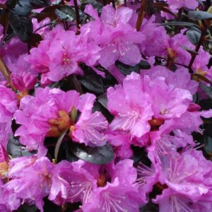 Rhododendron P.J.M.