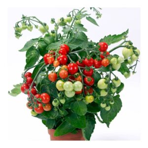 Plant de tomates urbaines