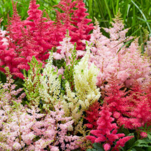 Astilbe Vision