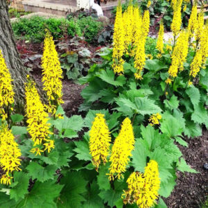 Ligularia Little Rocket