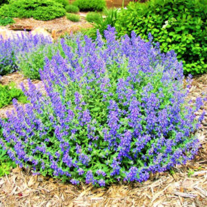 Nepeta Junior Walker