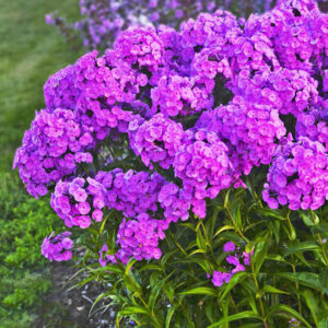 Phlox Paniculata Ka-Pow