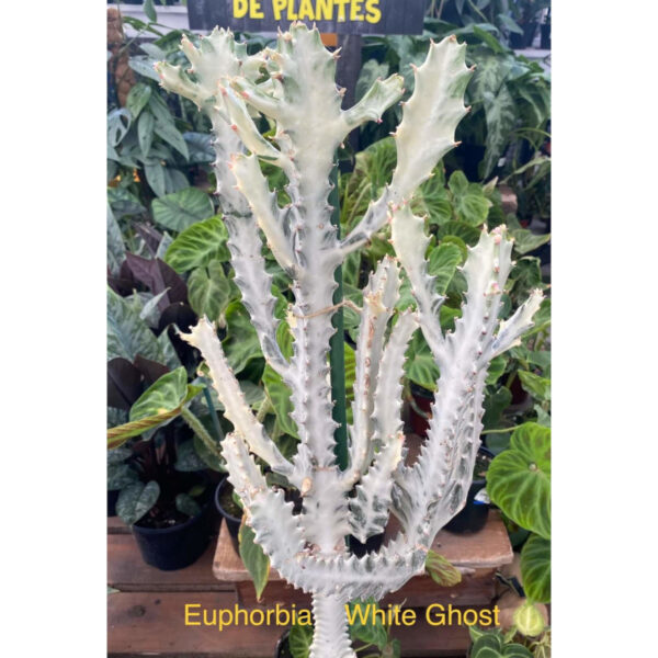 Euphorbia White Ghost