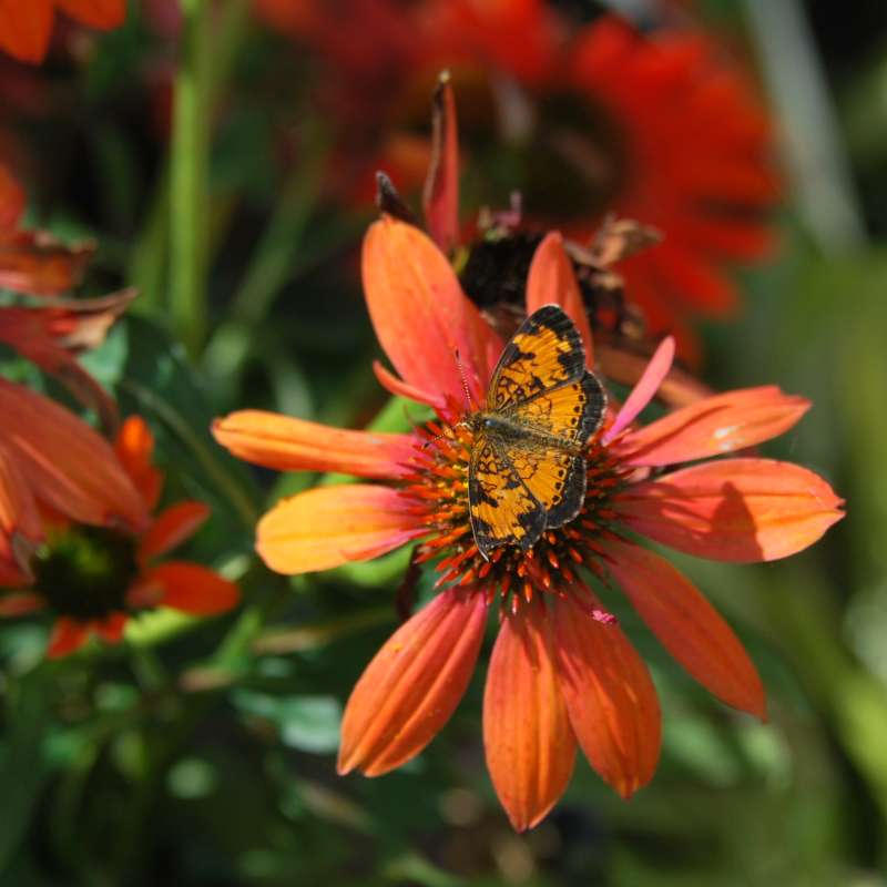 echinacea adobe orange