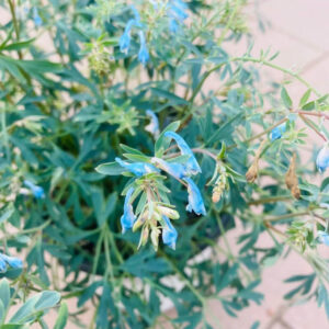 Corydalis Porcelain Blue