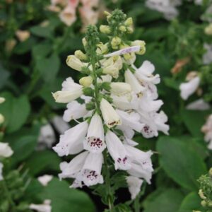 Digitalis Purpurea Dalmatian White