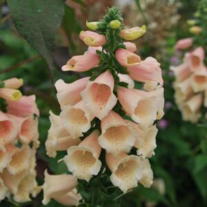 Digitalis Purpurea Dalmatian Peach