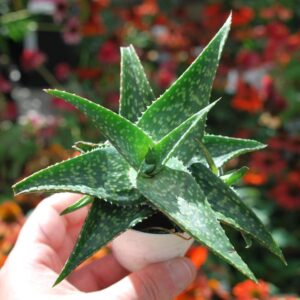 Aloes Hybrida