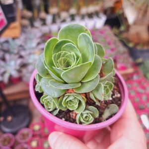 Greenovia Diplocycla la Gomera