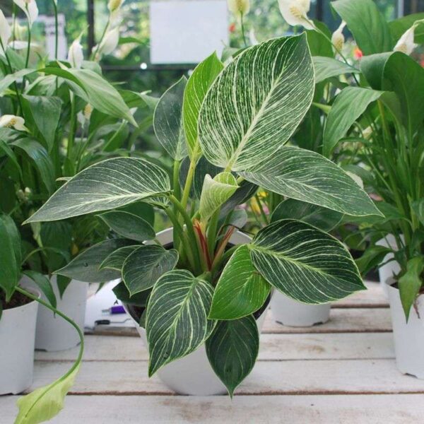 Philodendron White Tower