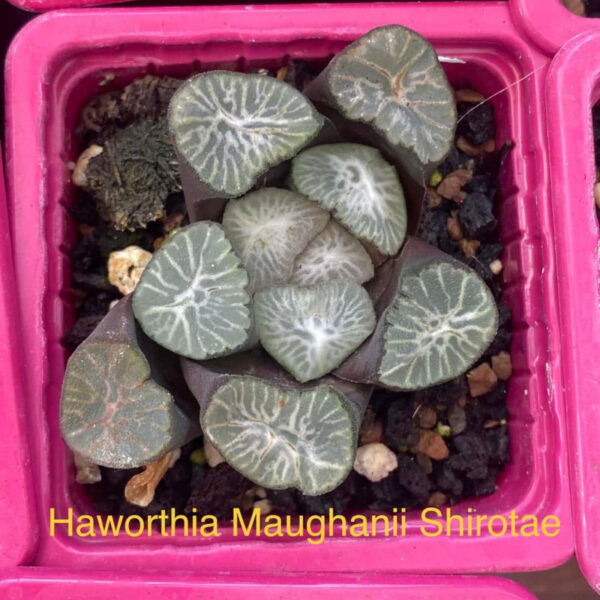 Haworthia Maughanii Shirotae