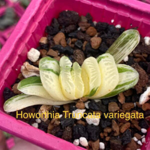 Howonhia Truncata Lime Green Variegata