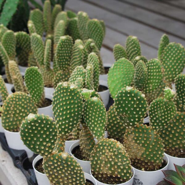 Cactus opuntia Microdasys