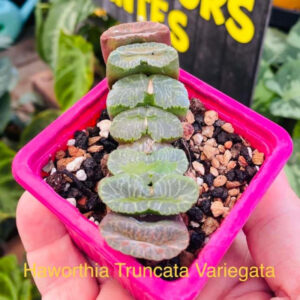 Haworthia Truncata Variegata