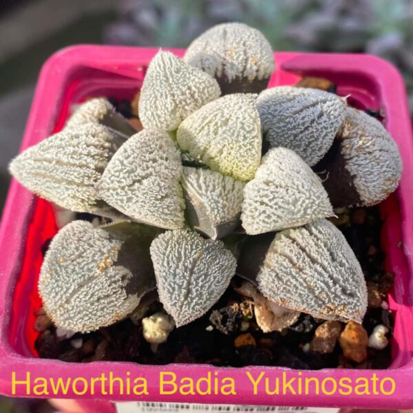 Haworthia Badia Yukinosato