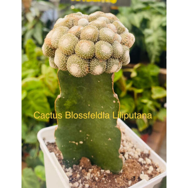 Cactus Blossfeldia Liliputana
