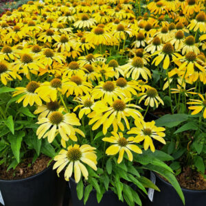 Echinacea Sombrero Summer Solstice
