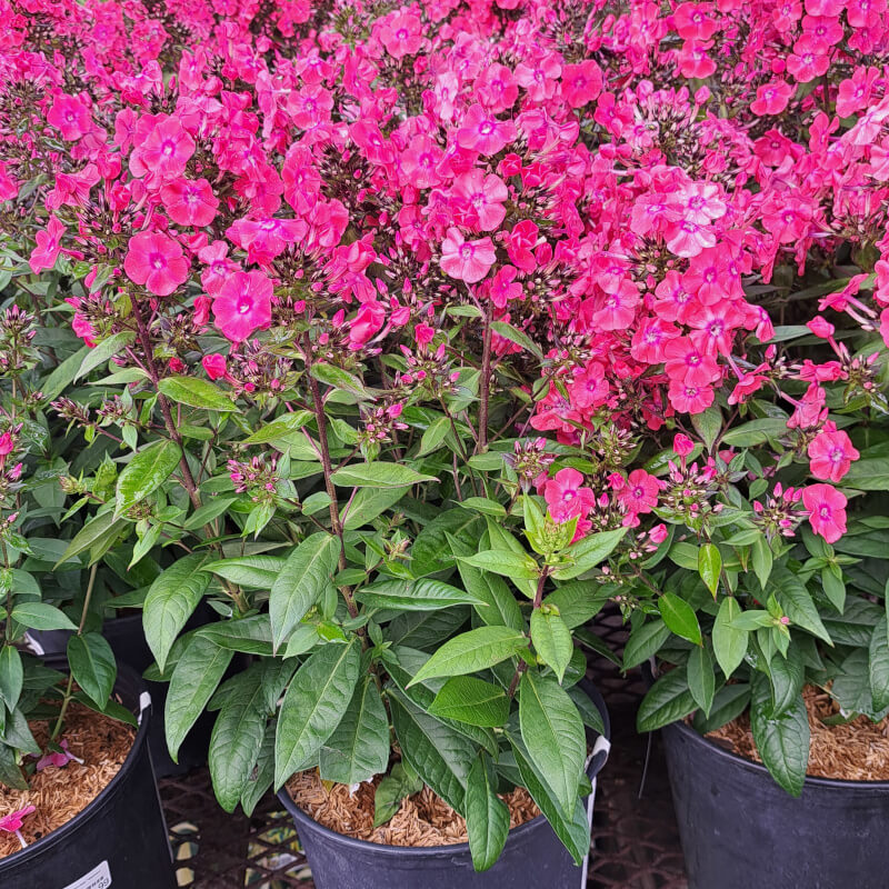 Phlox Paniculata Glamour Girl