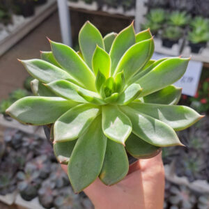 Echeveria