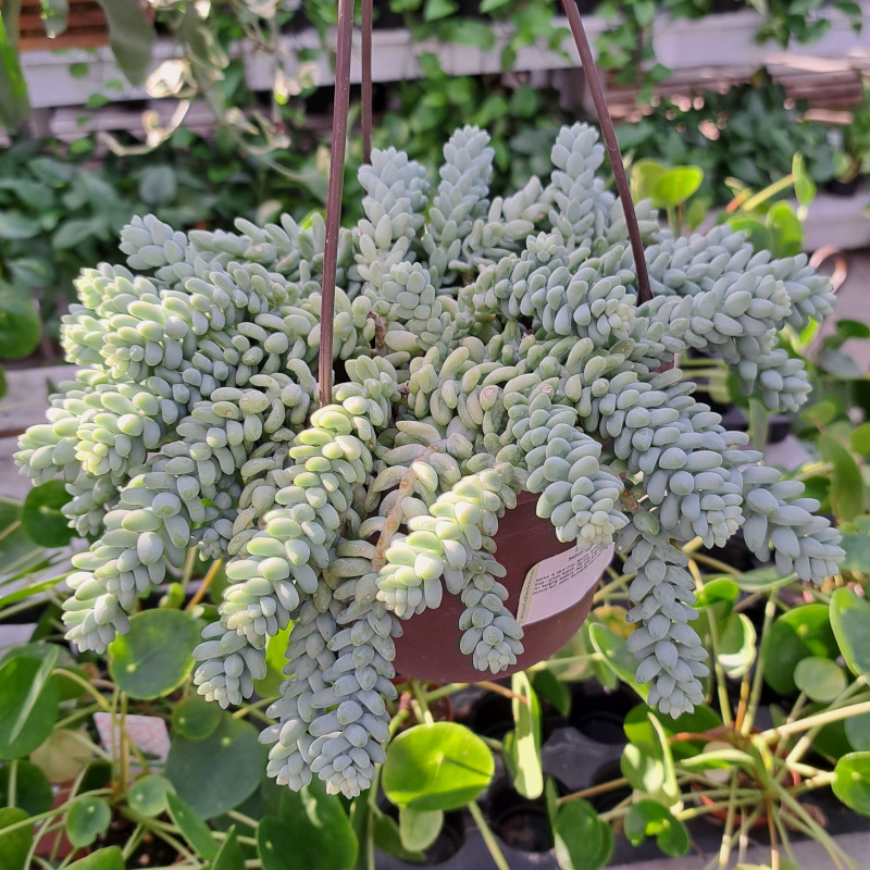 Sedum Donkey Tail