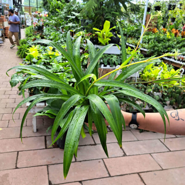 Chlorophytum Hawaiian