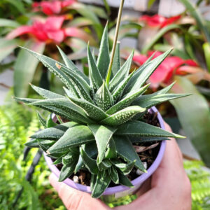 Haworthia Herbacea