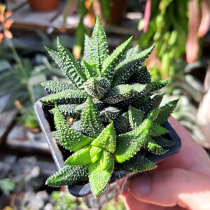 Haworthia