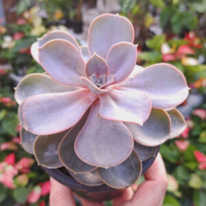 Echeveria