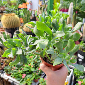 Crassula Ovata Undulata