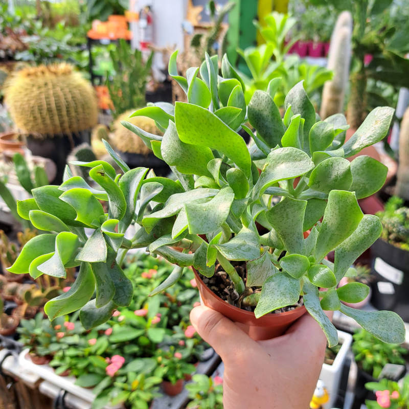 Crassula Ovata Undulata
