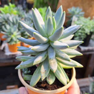 Echeveria Hookeri